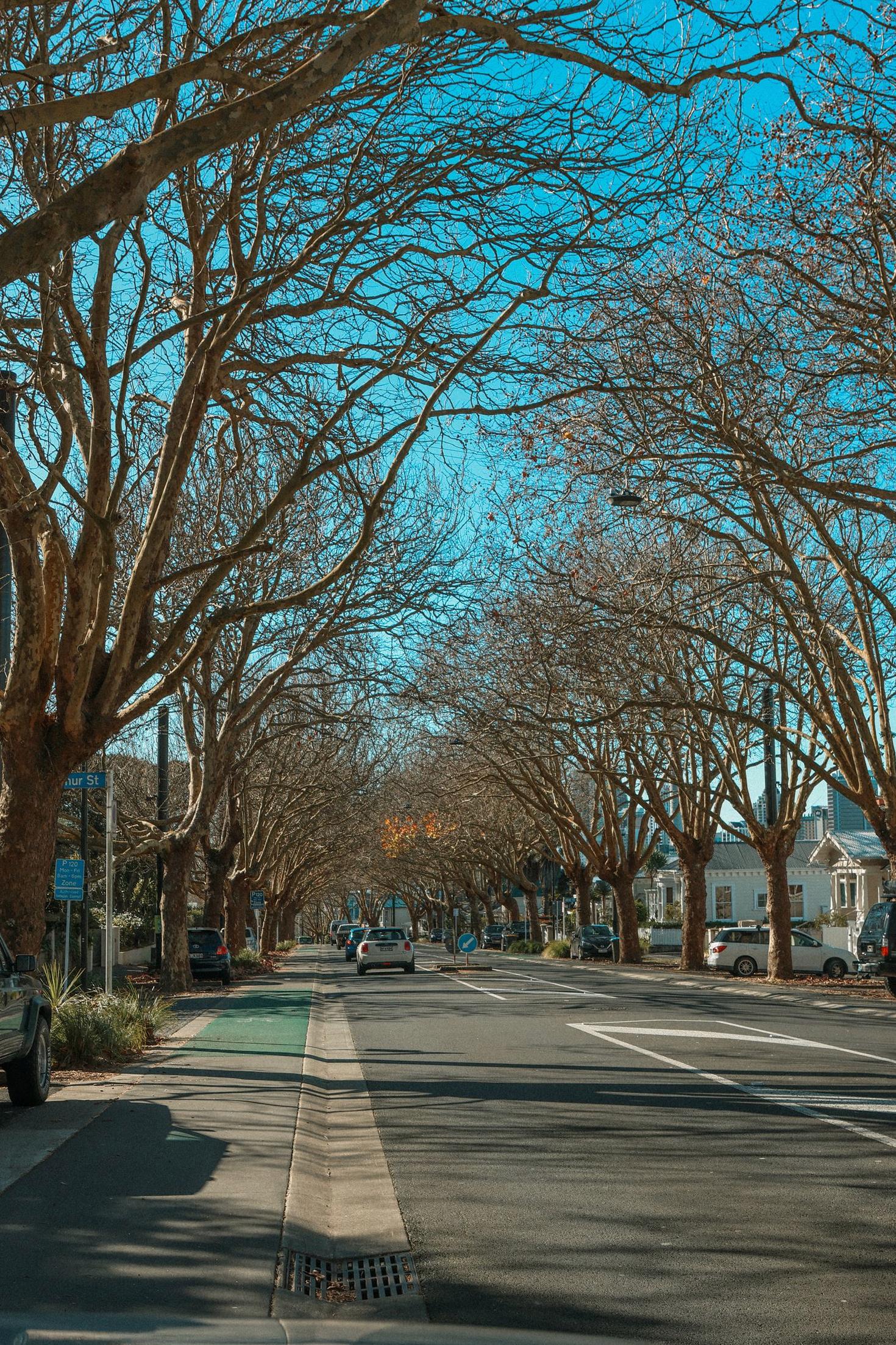 Auckland street scene